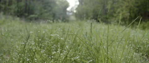 Low Angle POV Walking Through Tall Grass and Weeds Toward Woods Video stock 133018339