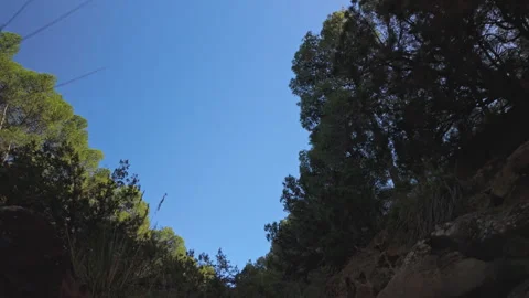 Low angle POV walking through rocky valley and pine trees forest Stock Footage 347866526