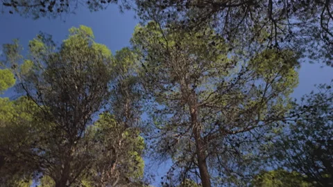 Low angle POV walking through rocky valley and pine trees forest Stock Footage 347867495