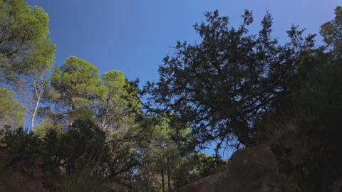 Low angle POV walking through rocky valley and pine trees forest Stock Footage 347867590