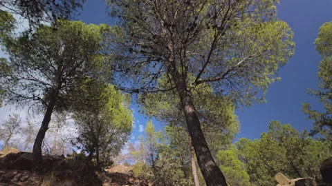 Low angle POV walking through rocky valley and pine trees forest Stock Footage 347868536