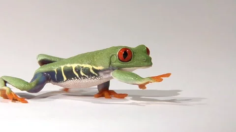 Low angle profile of red-eyed green tree frog walking Stock Footage 46585325
