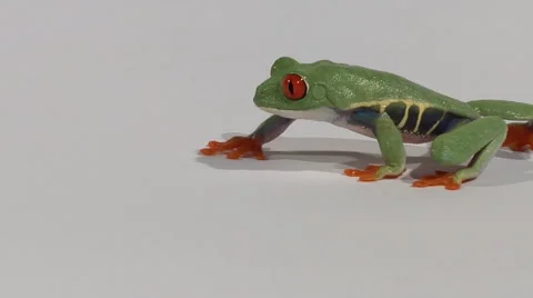 Low angle profile of red-eyed green tree frog walks Stock Footage 46585351