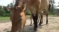 Low angle Przewalski-Horse with cute foal disturbed by flies HD Footage