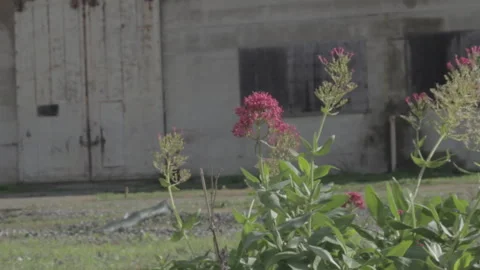 Low angle push in on flowers near Abandoned Building Stock Footage 252288048