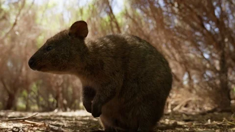 Low Angle of Quokkas Looking up Stock Footage 305523282
