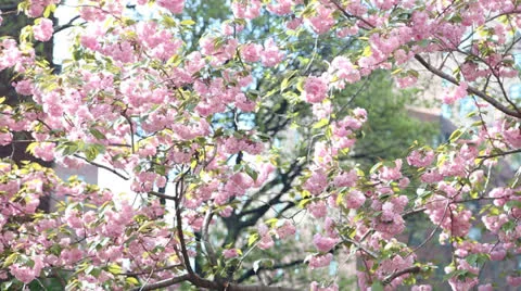 Low angle rack on Cherry Blossoms with sky Stock Footage 24369081
