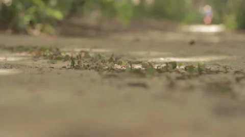 Low angle rack focus leaf cutter ants on trail in tropical Costa Rica Video stock 55580016