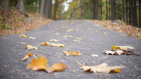 Low angle rack focus of leaves during foliage season Stock Footage 32166221