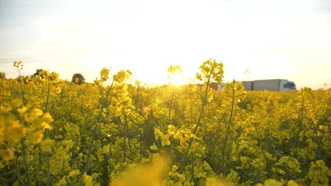 Low angle rapeseed filed with trucks on background during sunset Stock Footage 155088376