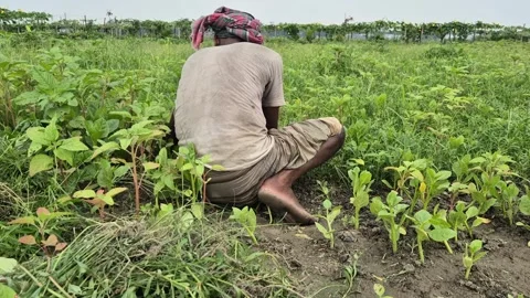 Low Angle Rear View Of Poor Farmer Working Hard In Sunny Agricultural Field Stock Footage 341782503