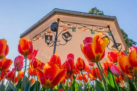 Low Angle Red and Orange Tulips Flowers in Spring Garden in Switzerland Foto stock