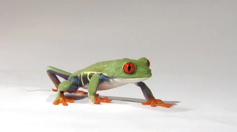 Low angle of red-eyed green tree frog walking Stock Footage 46585318