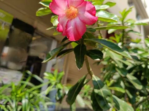Low angle of red flowers Stock Photos