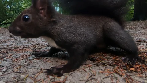 Low angle red squirrel comes close to camera and runs away Stock Footage 120676931