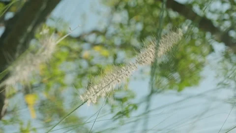 Low Angle Reeds: Phragmites Swaying with Large Tree and Blue Sky Backdrop Stockbeeldmateriaal 320960437