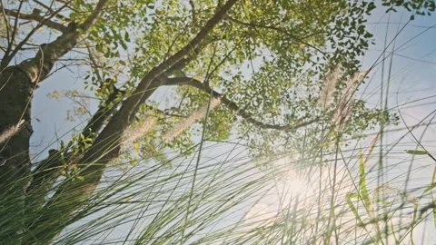 Low Angle Reeds: Phragmites Swaying with Large Tree and Blue Sky Backdrop 스톡 동영상 320960677