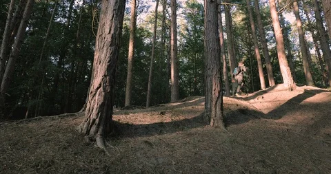 Low angle reveal boy behind tree walking in forest Stock Footage 116112794