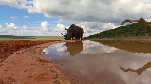 Low angle rhino approaching waterhole for drink with reflection Africa 스톡 동영상 333202606