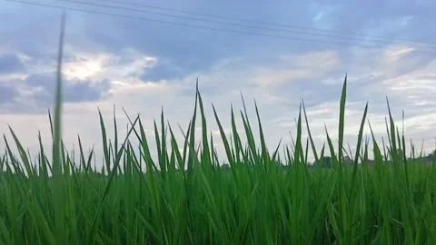 Low Angle Rice Plants Reaching Toward the Sky Stock Footage 339012216