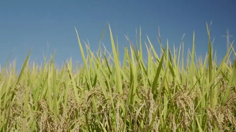 Low Angle Ripe Rice Field Against Blue Sky Stock-Footage 347010681