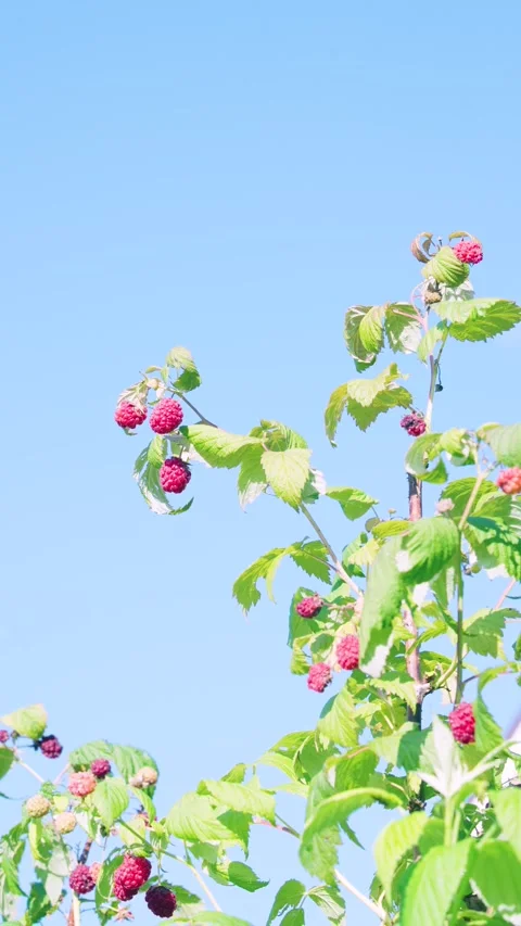 Low angle rising view of raspberry canes with ripe red berries, green serrated l Stock Footage 341662195