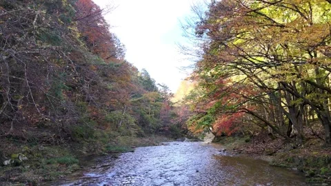 Low Angle River | Autumn Forest | Nature Flow - 4K Aerial Video Stock Footage 329053244