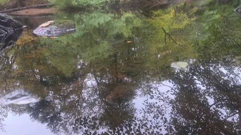 Low Angle River Surface Reflection Showing Gentle Ripples And Trees Stock Footage 348068425