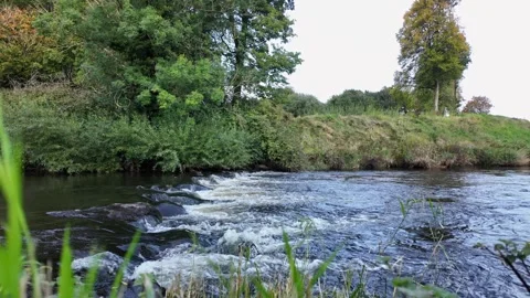 Low angle riverbank view with flowing river Stock-Footage 317883407