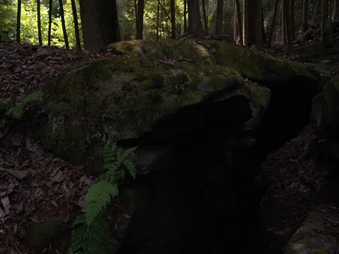 Low angle rocky forest floor Stock Footage 82687593