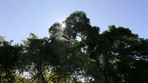 Low Angle of Rosewood Tree Canopy with Sunlight Through Leaves and Blue Sky in Stock Footage 340918198
