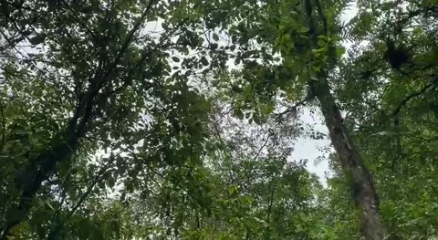 Low angle rotate of plant Stock Footage 239598024