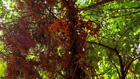 Low angle rotating shot of dried hanging vines contrasting with green leaves Stock Footage 328402325