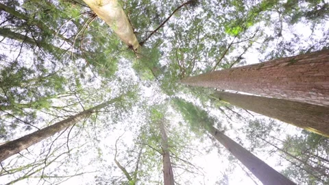 Low angle rotating shot of green forest canopy and sunlight. 4K Stock Footage 328627123