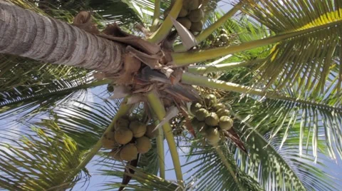 Low angle rotating shot of a palm tree Stock Footage 59835303