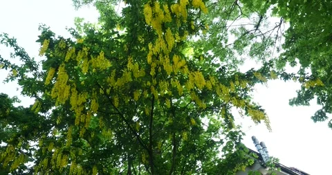 Low Angle Rotating View of Golden Chain Tree Blossoms in Spring Stock Footage 336154737