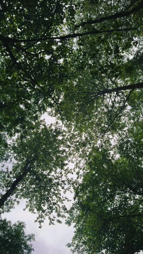Low-angle rotating view of lush green tree canopy, Vídeos de archivo 336849242
