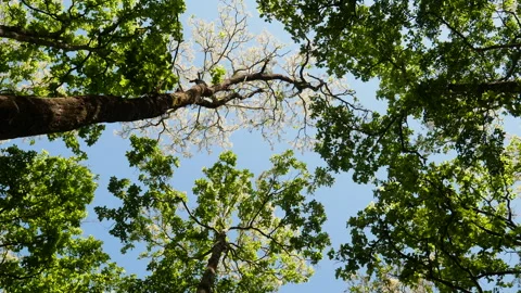 Low Angle Rotating View Of Tall Trees Canopy With Green Leaves And Blue Sky Vidéo 346369731