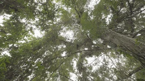 Low Angle Rotation/Tilt of Atlantic Rainforest Canopy and Tall Trees in Paraty Stock Footage 320633704