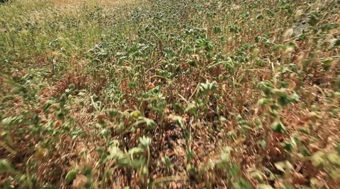 Low angle run through tall grass and weeds Stock-Footage 48525954