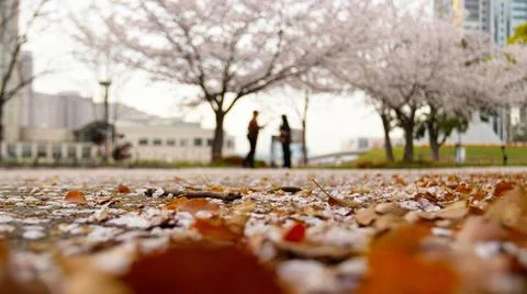 Low-angle sakura park scene with two silhouetted figures standing under Stock Photos