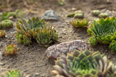 Low angle scenic view of an alpine rockery featuring different types of Sempe Foto stock