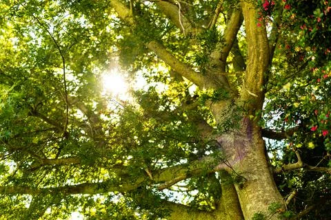 Low angle scenic view of sunlight streaming through lush tree growing in park Fotos Stock