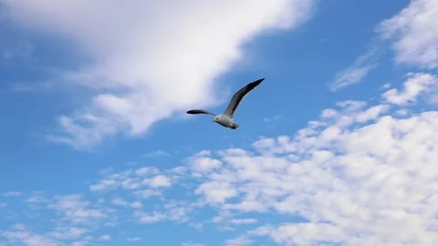 Low angle of a seagull flying in the sky with a beautiful cloudscape in the back Stock Footage 230110146