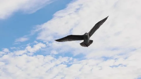 Low angle of a seagull flying in the sky with a beautiful cloudscape in the back Video stock 230110148