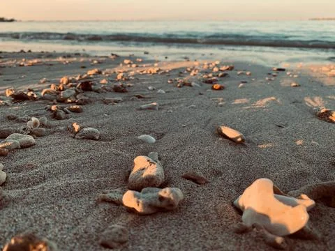 Low-Angle Seashells and Coral Fragments on Sandy Beach at Sunset Stock-Fotos