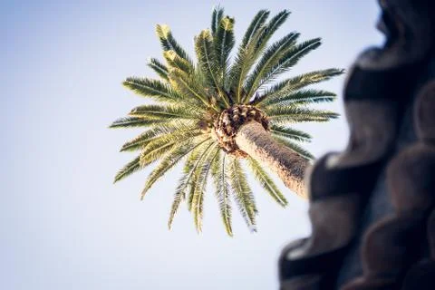 Low angle selective shot of a tropical palm tree 库存照片