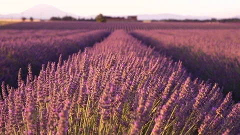 Low Angle Shallow Depth of Field Beautiful Lavender Field in Provence at Su.. Stock Footage 312558549