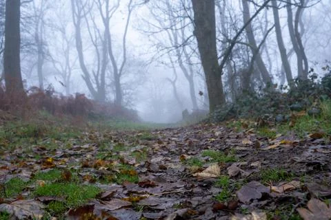 A low angle, shallow depth of field shot of a path through a forest Stock Photos