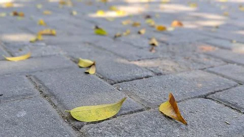 A low-angle, shallow depth of field shot of fallen yellow and brown leaves .. Stock Photos